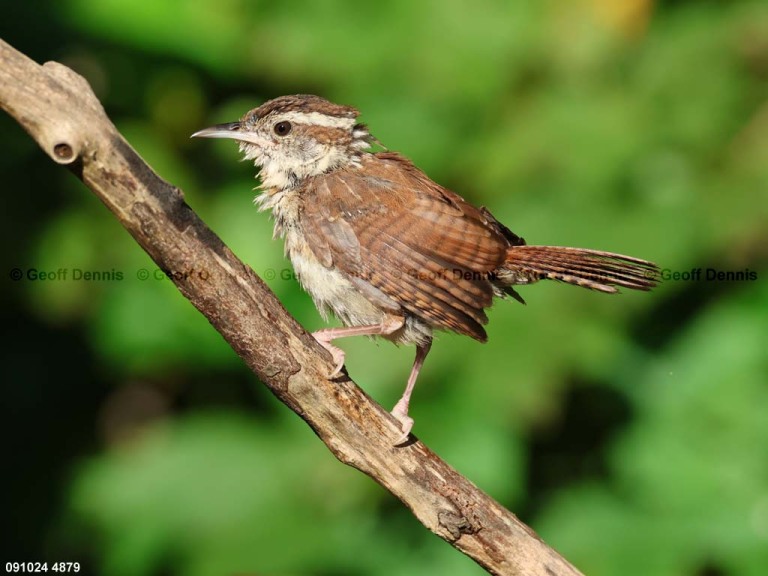 CAWR-CA_Carolina-Wren