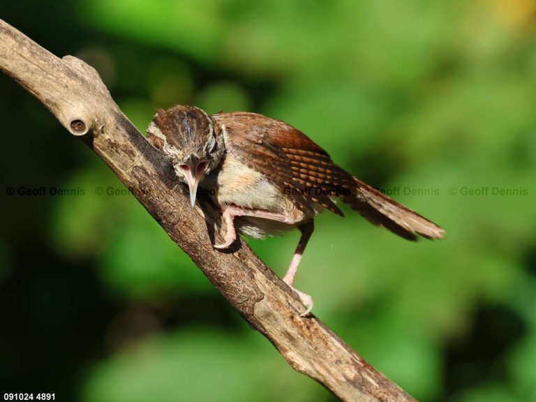 CAWR-CB_Carolina-Wren