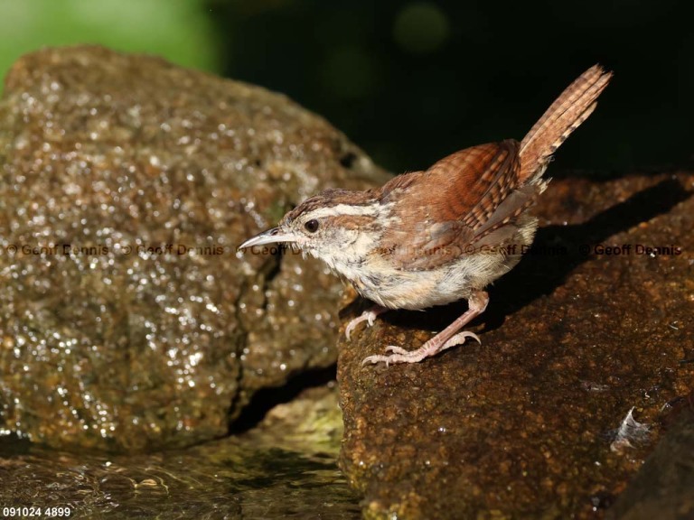 CAWR-CC_Carolina-Wren