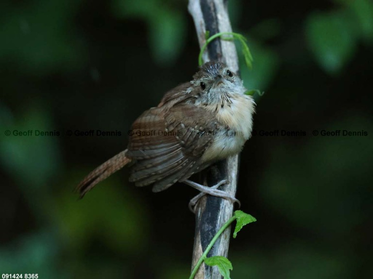 CAWR-CD_Carolina-Wren