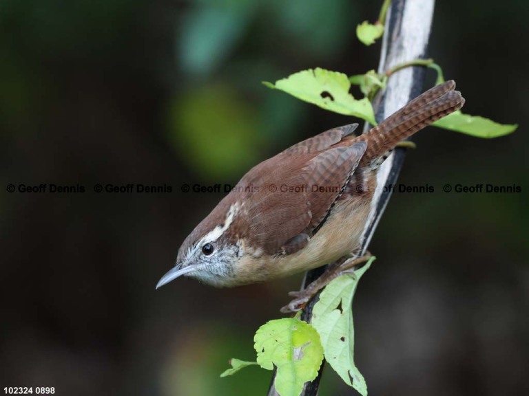 CAWR-CE_Carolina-Wren