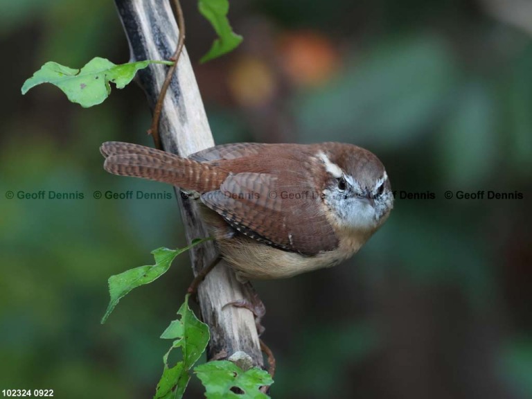 CAWR-CF_Carolina-Wren