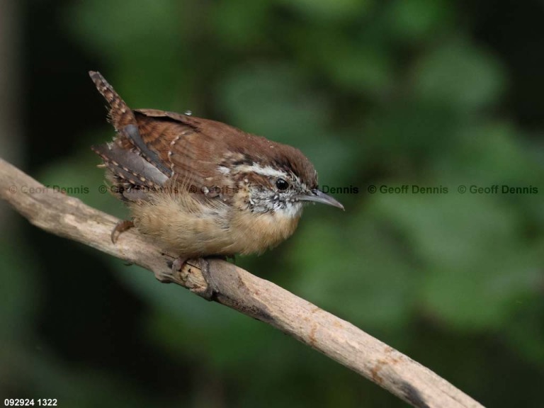 CAWR-CG_Carolina-Wren