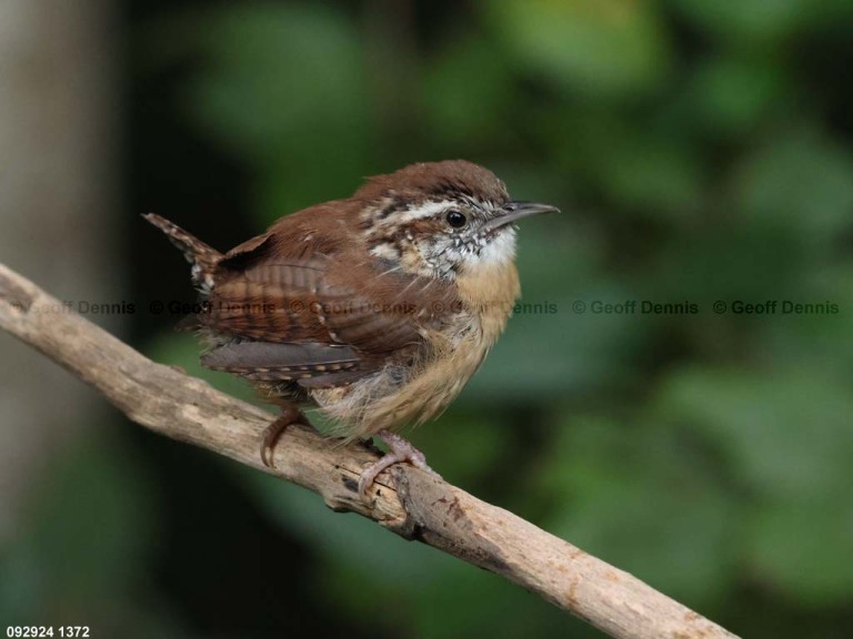 CAWR-CH_Carolina-Wren