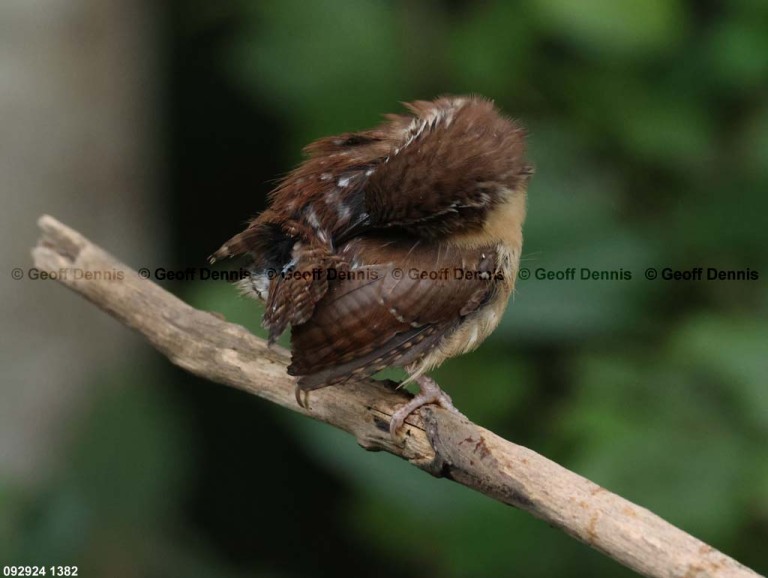 CAWR-CI_Carolina-Wren