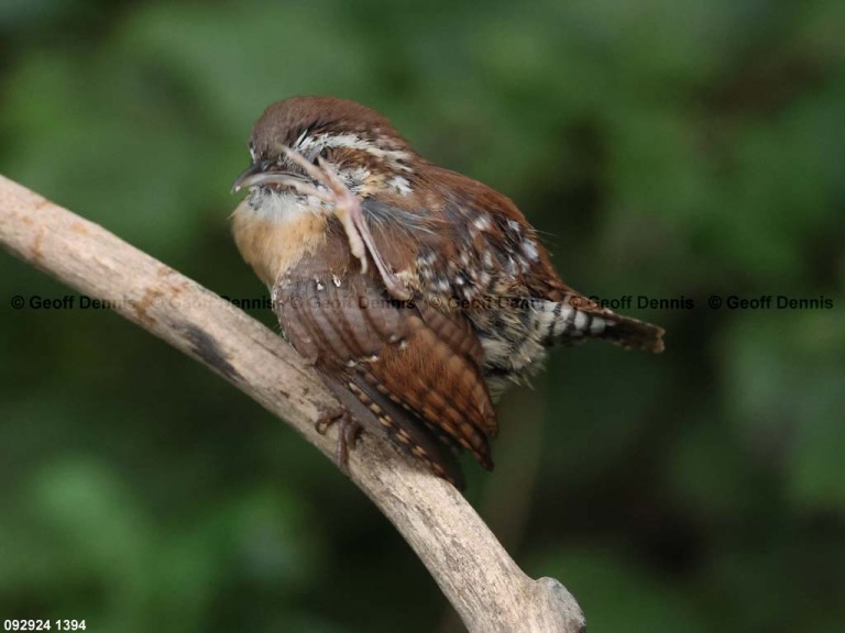 CAWR-CJ_Carolina-Wren