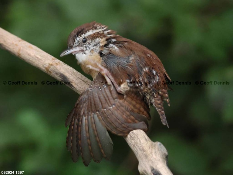 CAWR-CK_Carolina-Wren