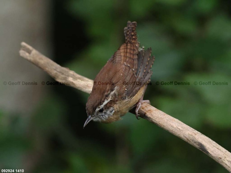 CAWR-CL_Carolina-Wren