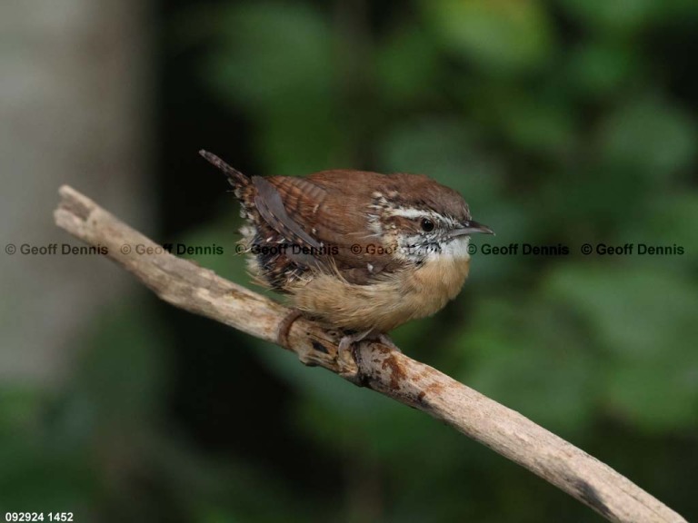 CAWR-CM_Carolina-Wren