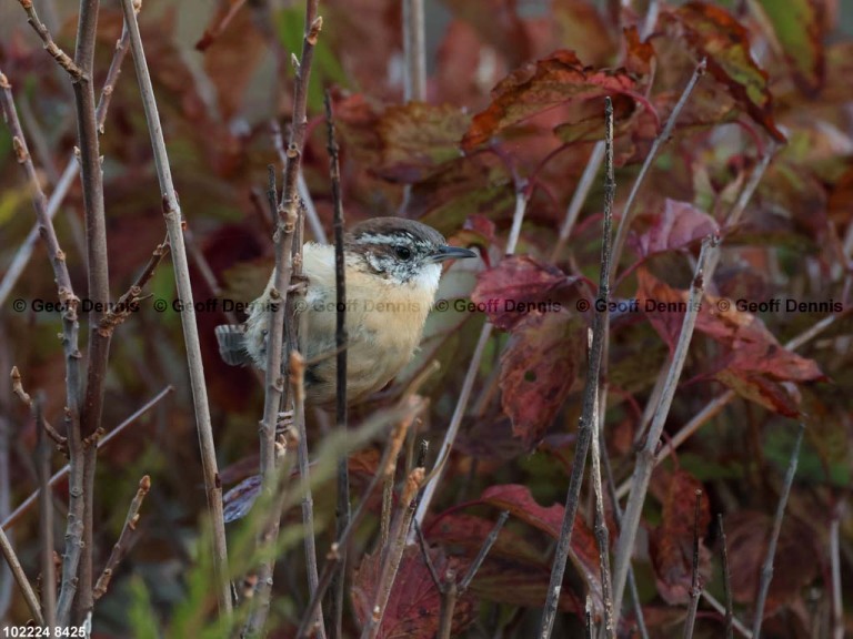 CAWR-CN_Carolina-Wren