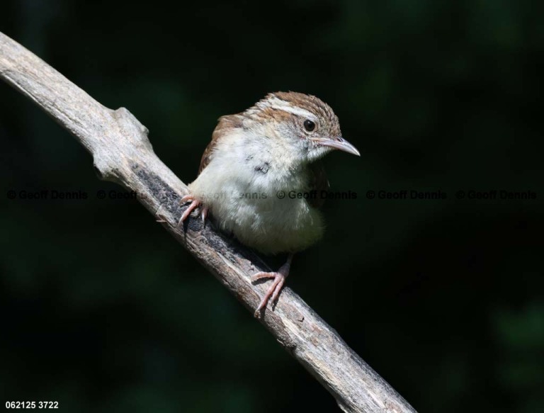 CAWR-CO_Carolina-Wren
