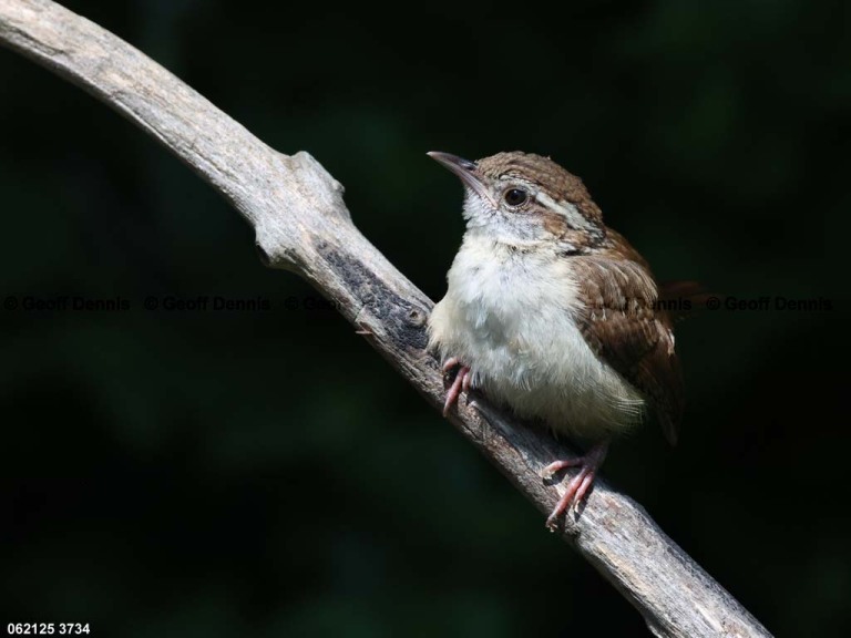 CAWR-CP_Carolina-Wren