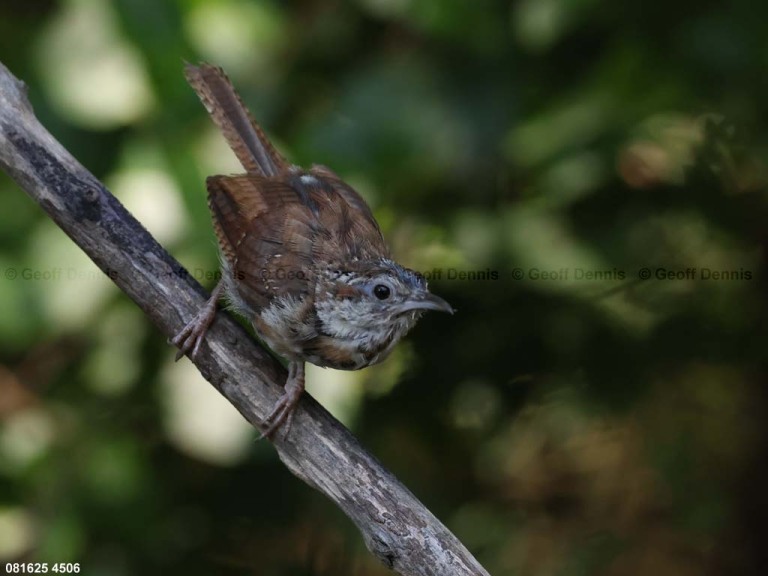 CAWR-CQ_Carolina-Wren
