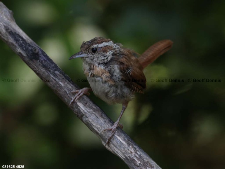 CAWR-CR_Carolina-Wren