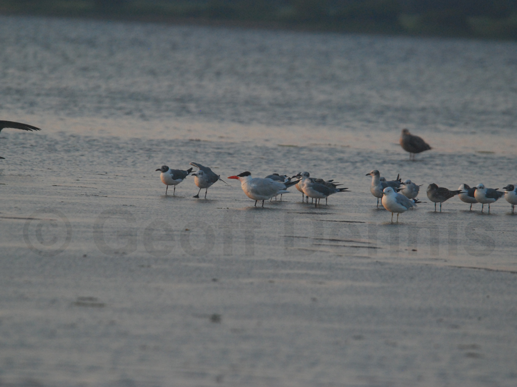CATE-AA_Caspian-Tern