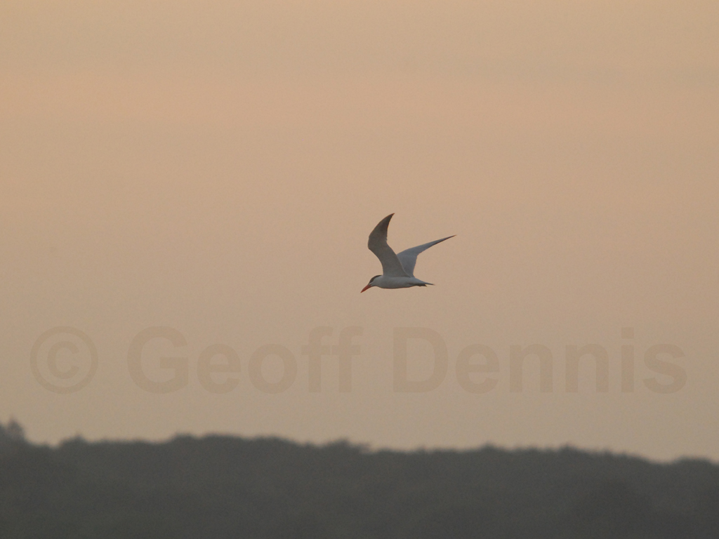 CATE-AB_Caspian-Tern
