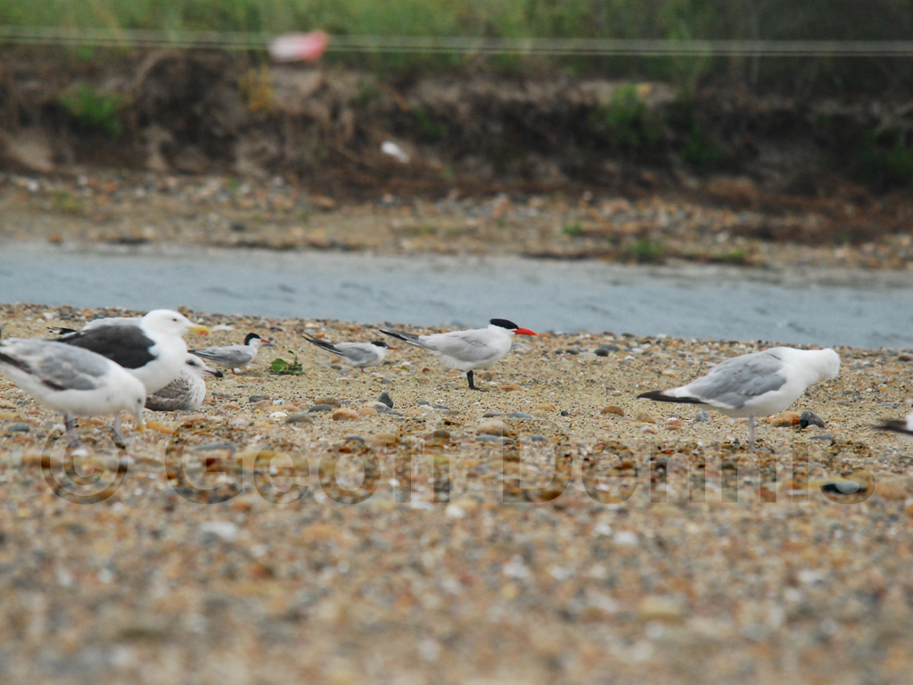 CATE-AC_Caspian-Tern