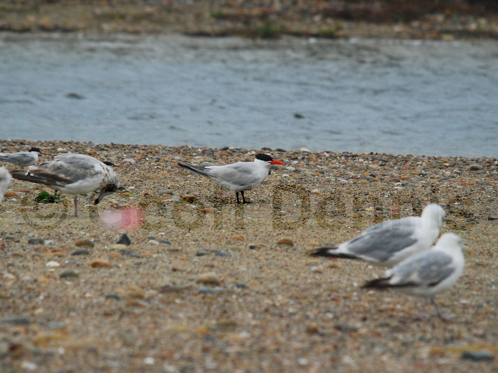 CATE-AD_Caspian-Tern