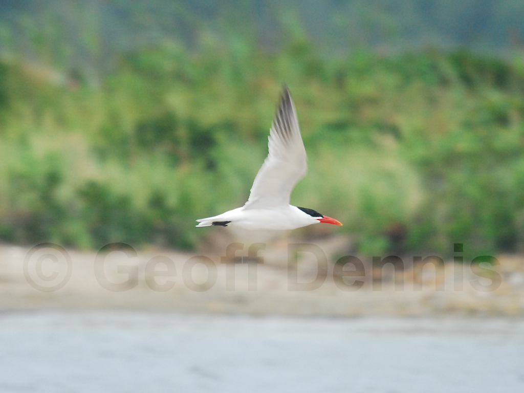 CATE-AE_Caspian-Tern
