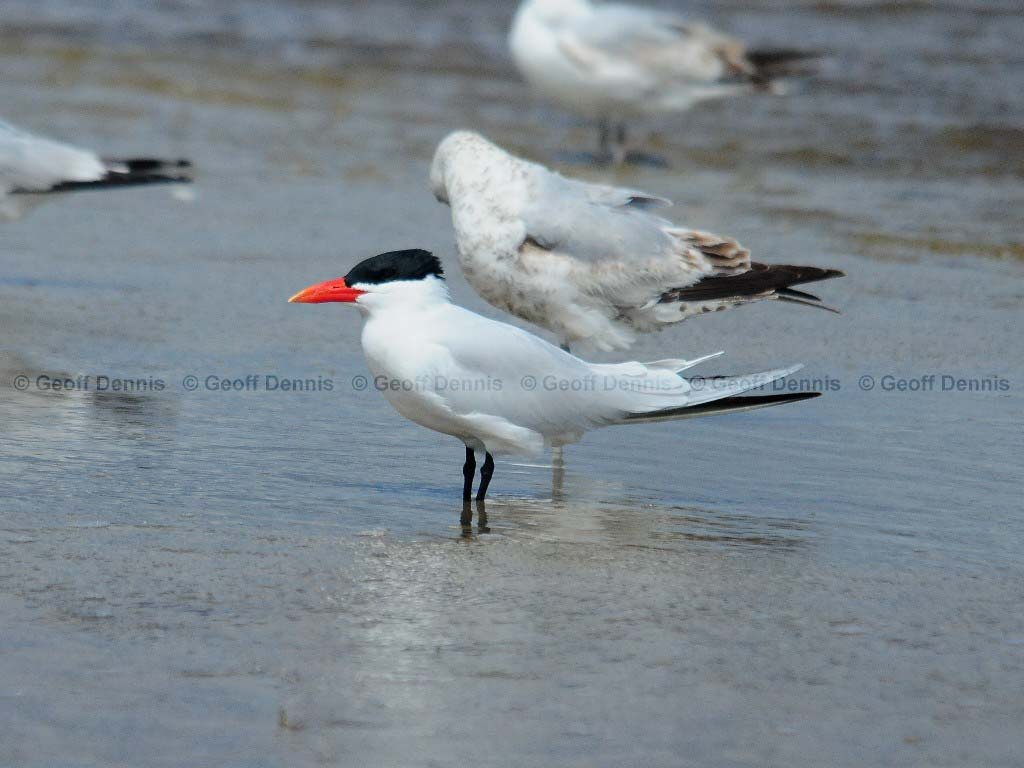 CATE-AF_Caspian-Tern