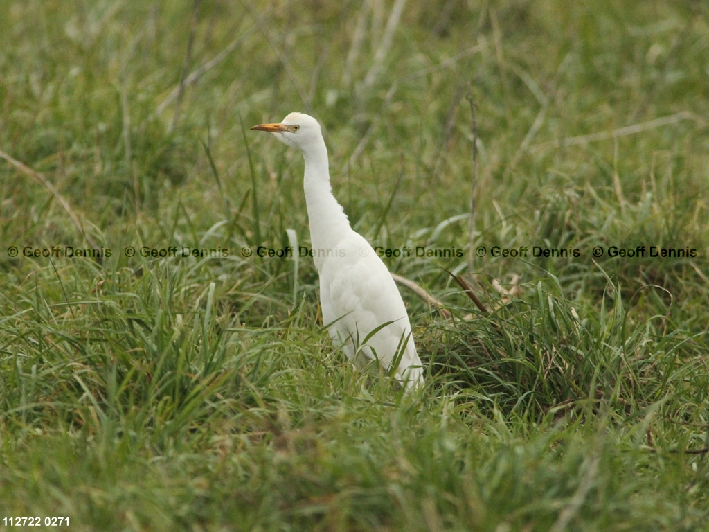 CAEA-AA_Cattle-Egret