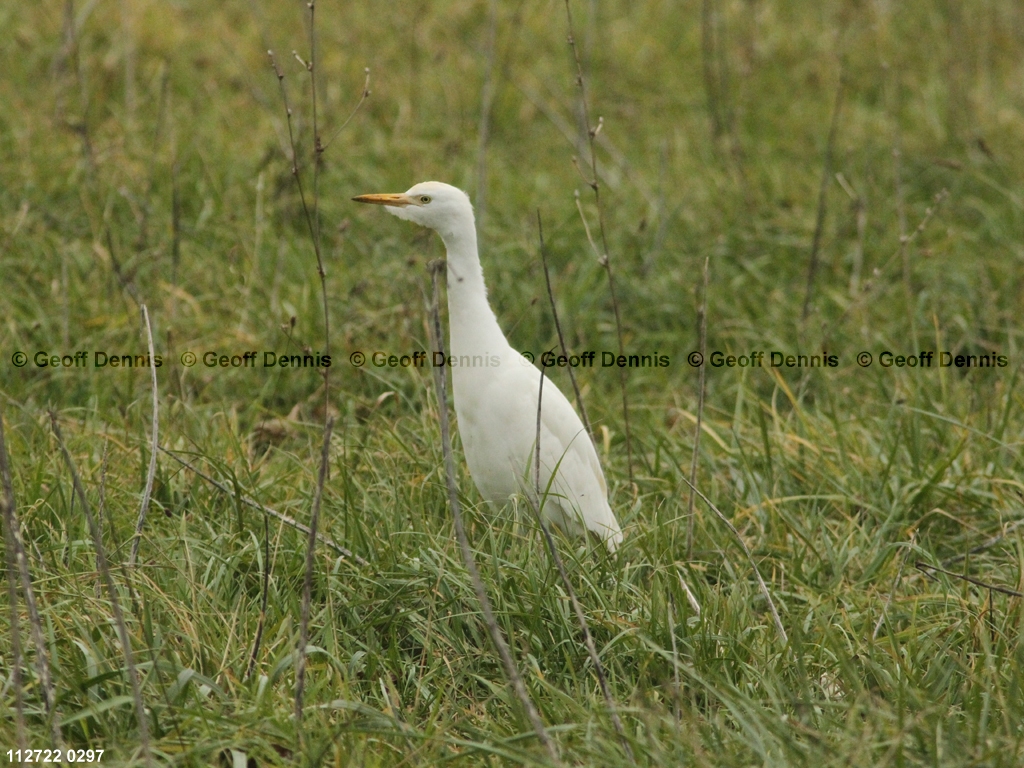 CAEA-AB_Cattle-Egret