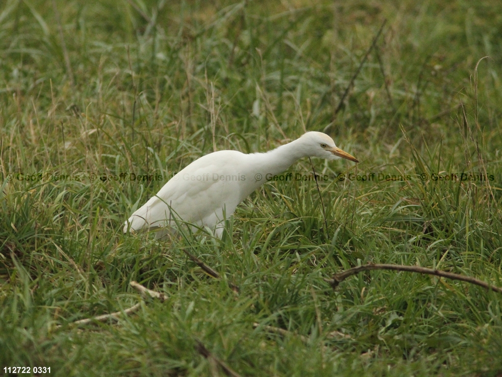 CAEA-AC_Cattle-Egret