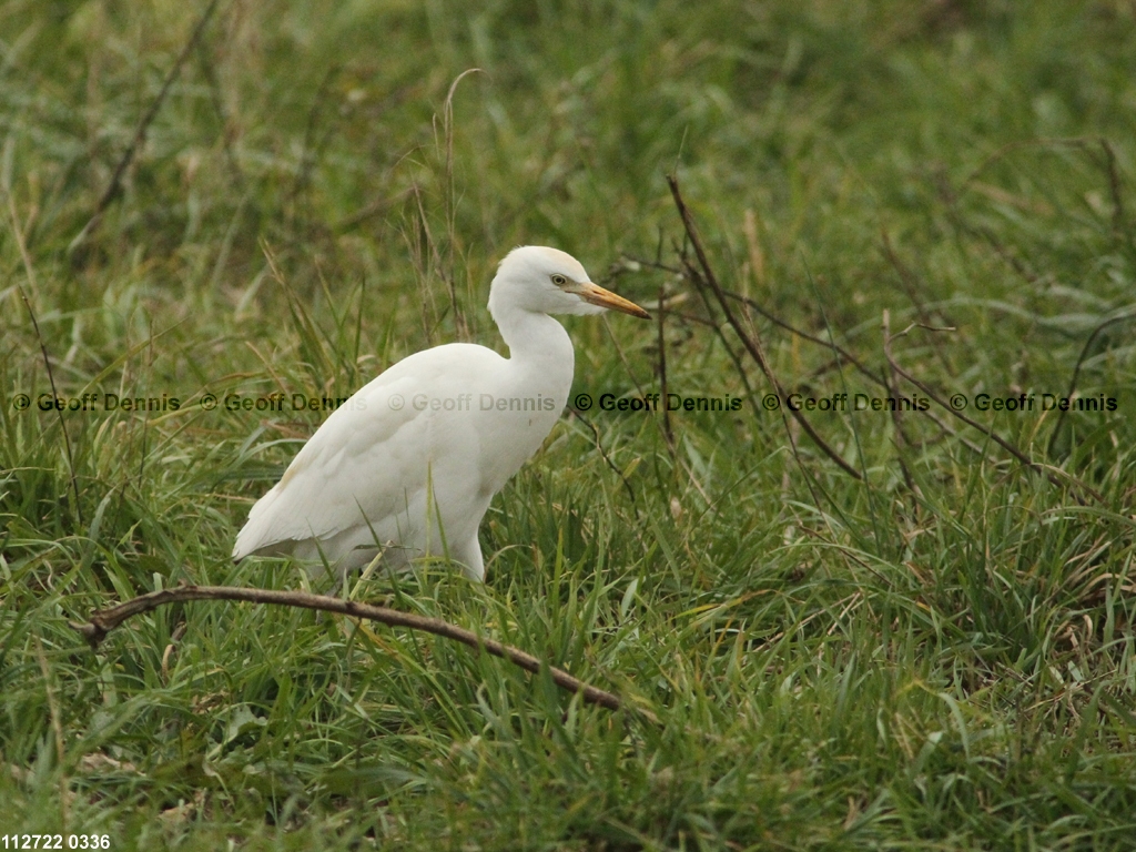 CAEA-AD_Cattle-Egret