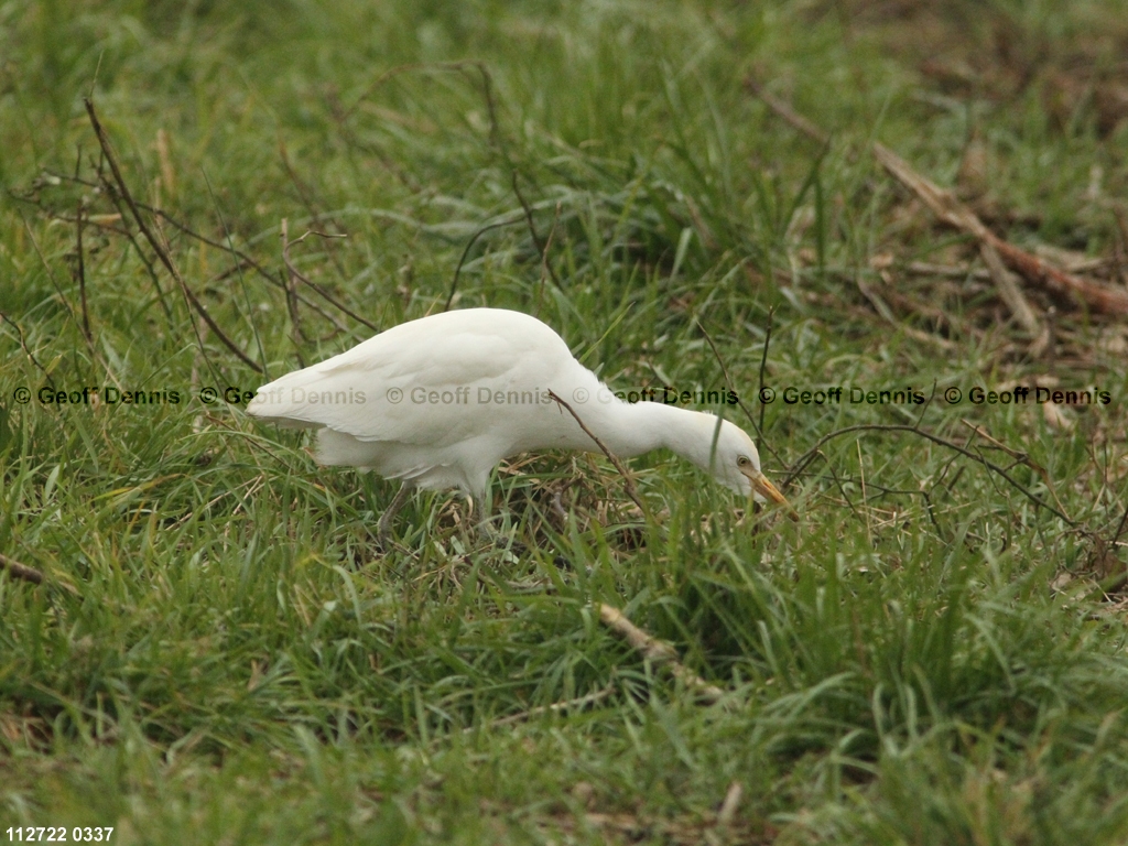 CAEA-AE_Cattle-Egret