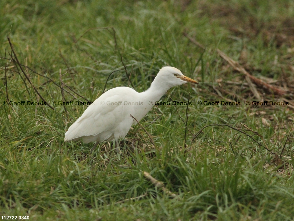 CAEA-AF_Cattle-Egret