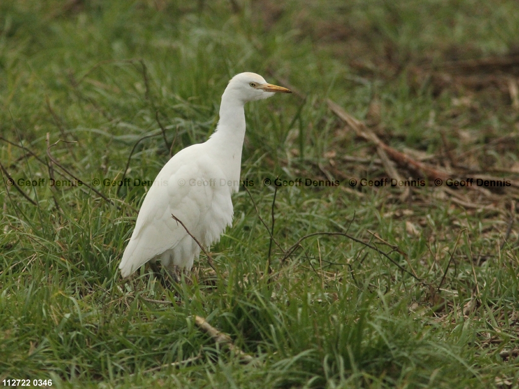 CAEA-AG_Cattle-Egret