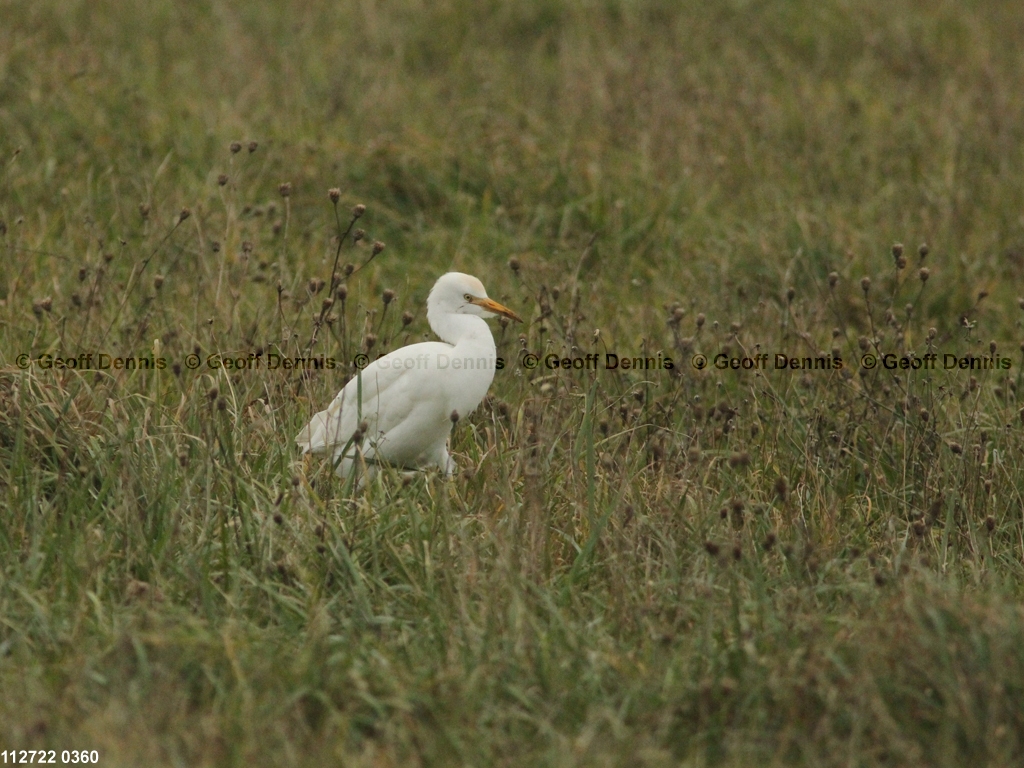 CAEA-AH_Cattle-Egret