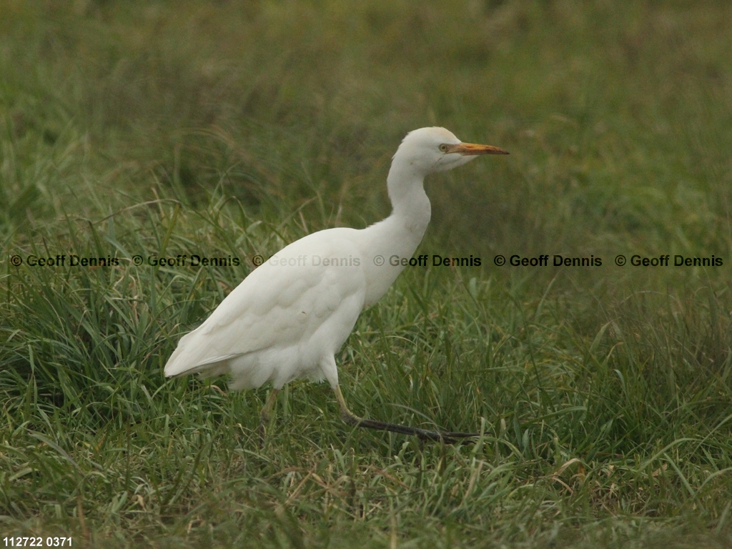 CAEA-AI_Cattle-Egret