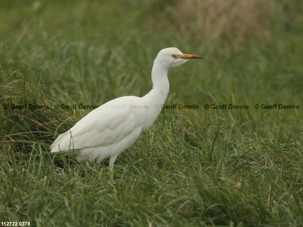 CAEA-AJ_Cattle-Egret