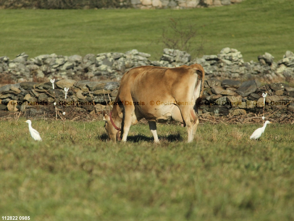 CAEA-AL_Cattle-Egret
