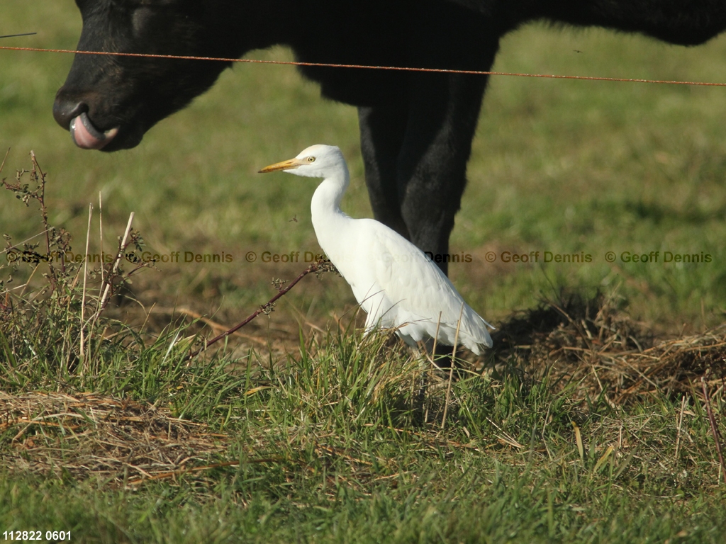 CAEA-AM_Cattle-Egret