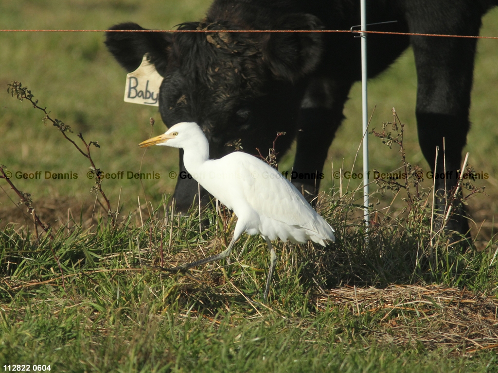 CAEA-AN_Cattle-Egret