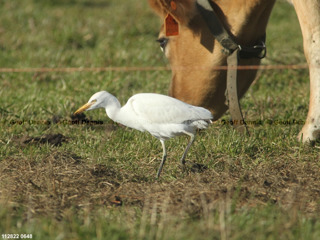 CAEA-AO_Cattle-Egret
