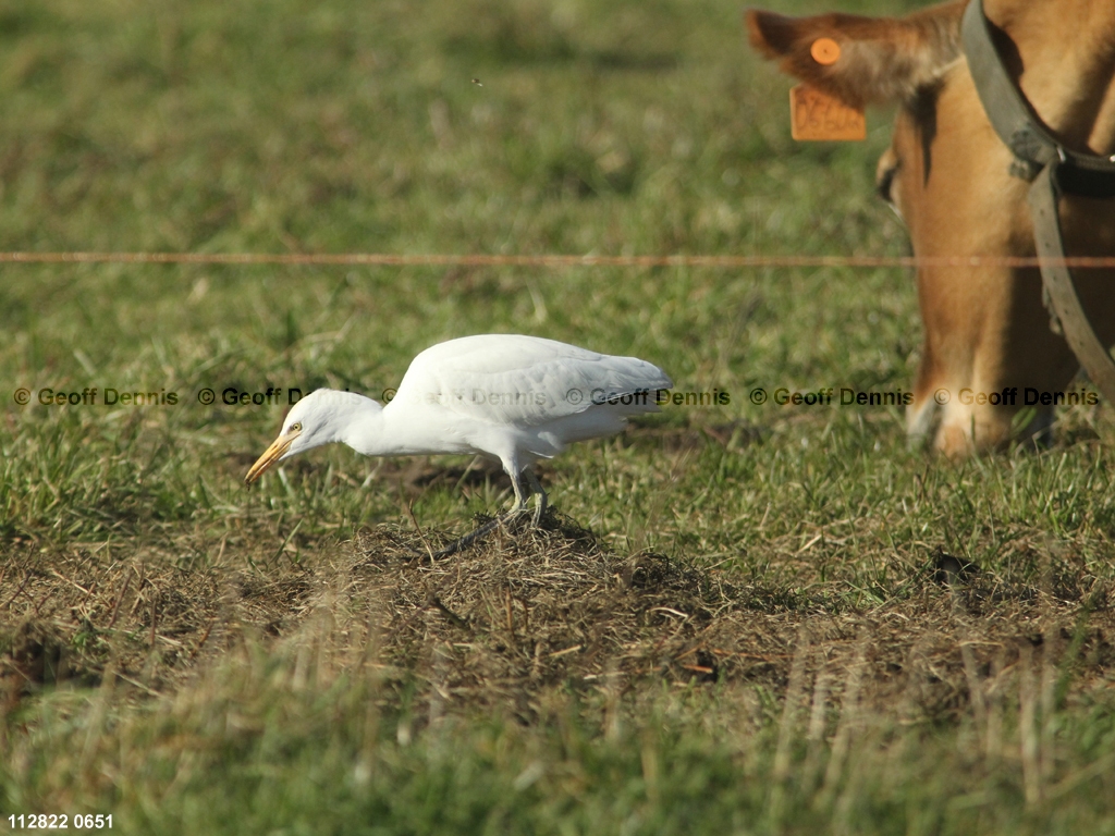 CAEA-AP_Cattle-Egret