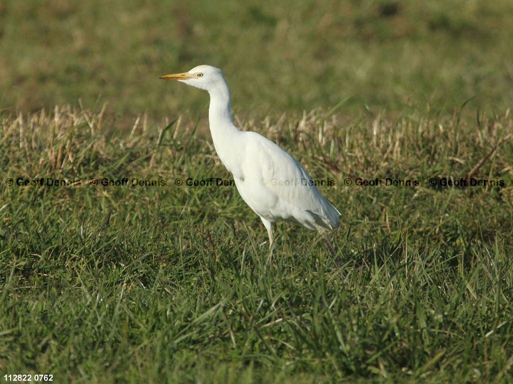 CAEA-AQ_Cattle-Egret