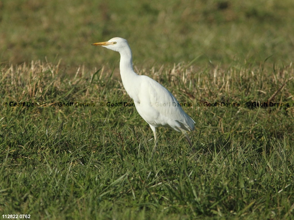 CAEA-AQ_Cattle-Egret