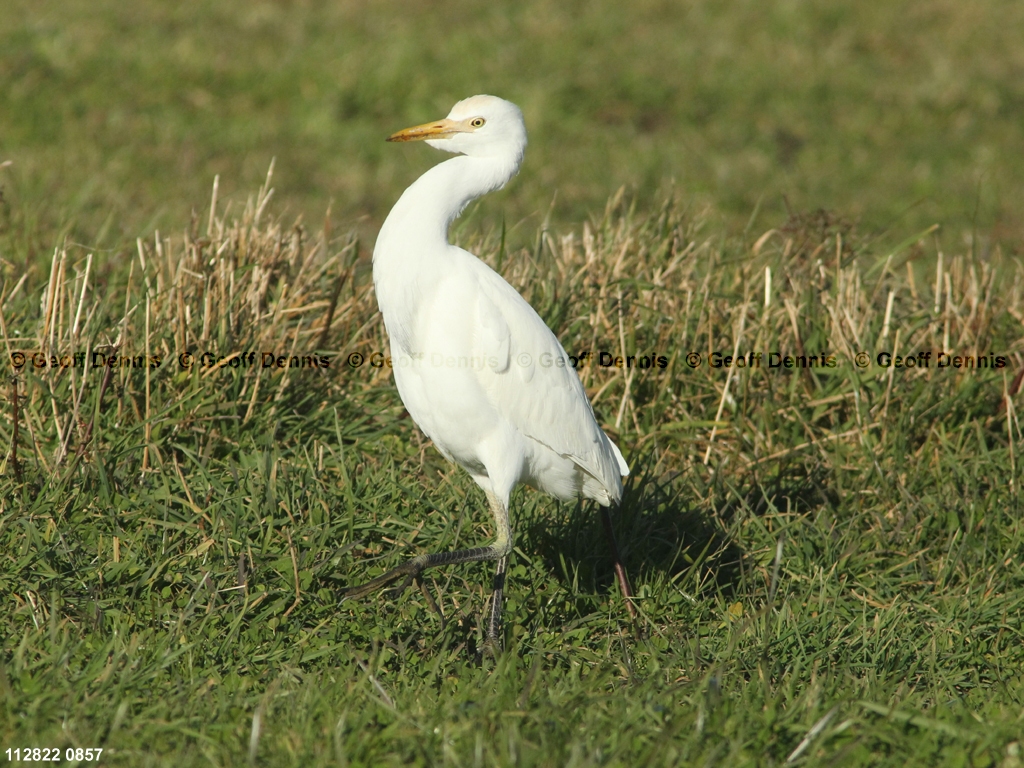 CAEA-AR_Cattle-Egret