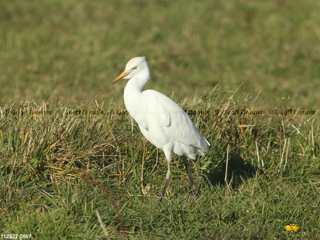 CAEA-AS_Cattle-Egret