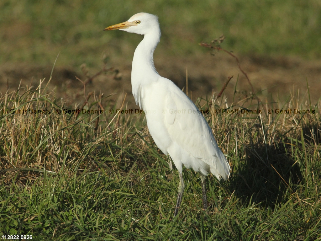 CAEA-AT_Cattle-Egret