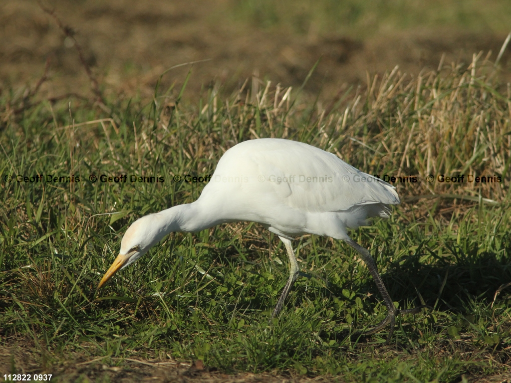 CAEA-AU_Cattle-Egret