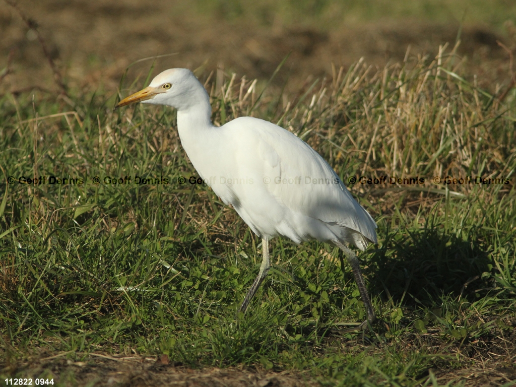 CAEA-AV_Cattle-Egret