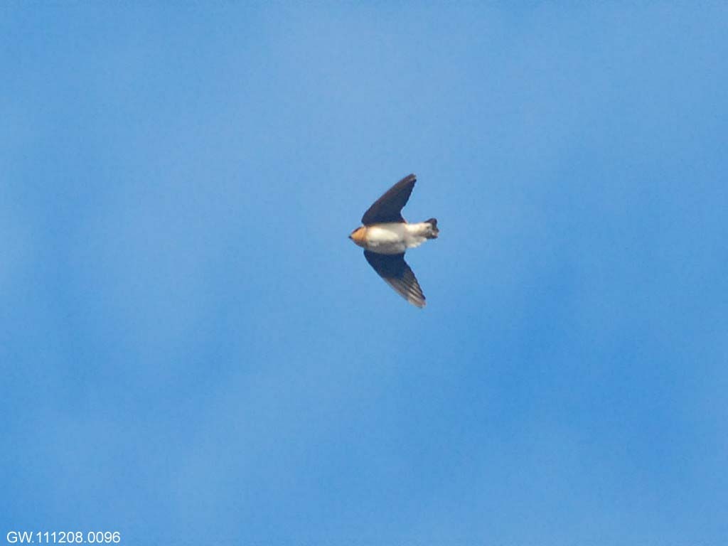 CASW-AA_Cave-Swallow