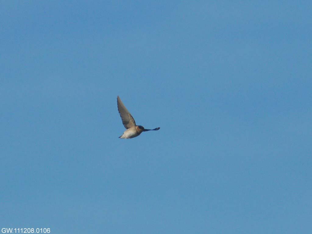 CASW-AB_Cave-Swallow