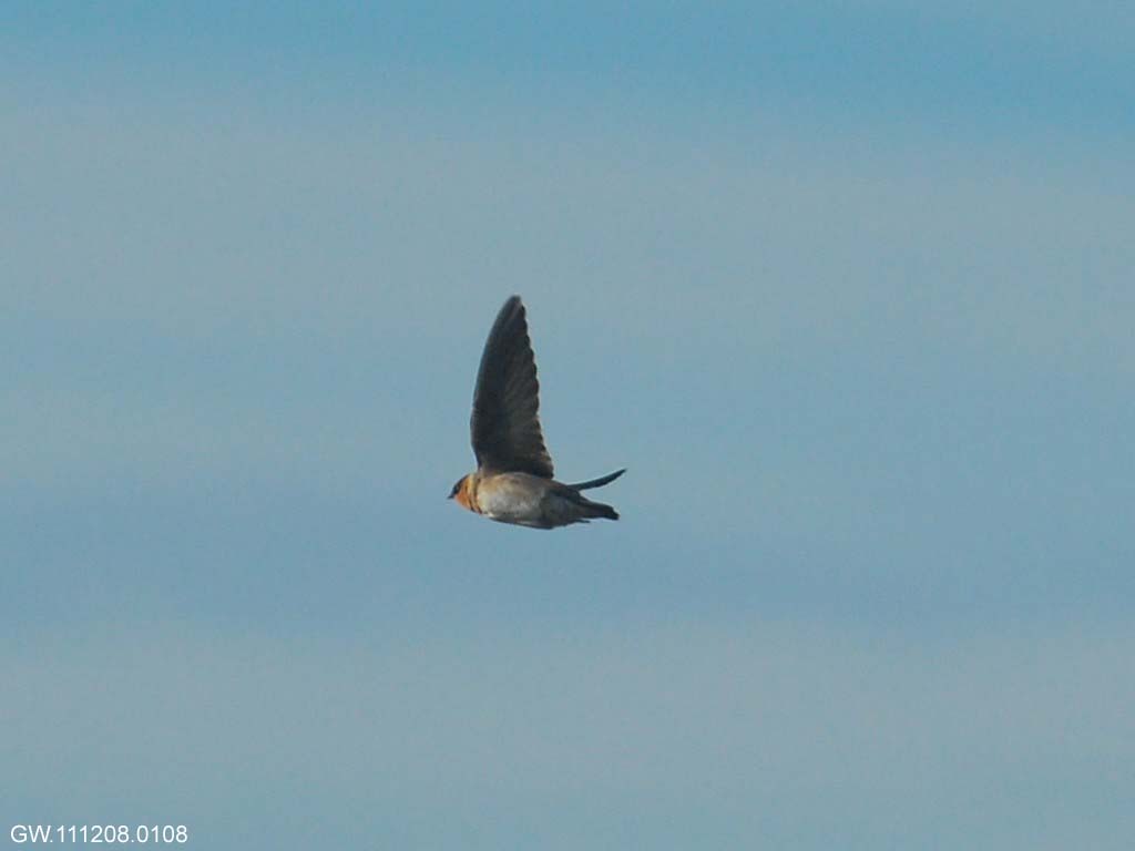 CASW-AC_Cave-Swallow