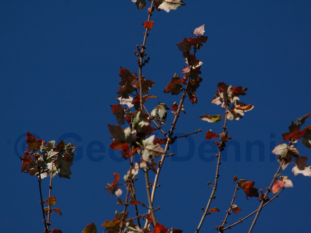 CEDW-AA_Cedar-Waxwing